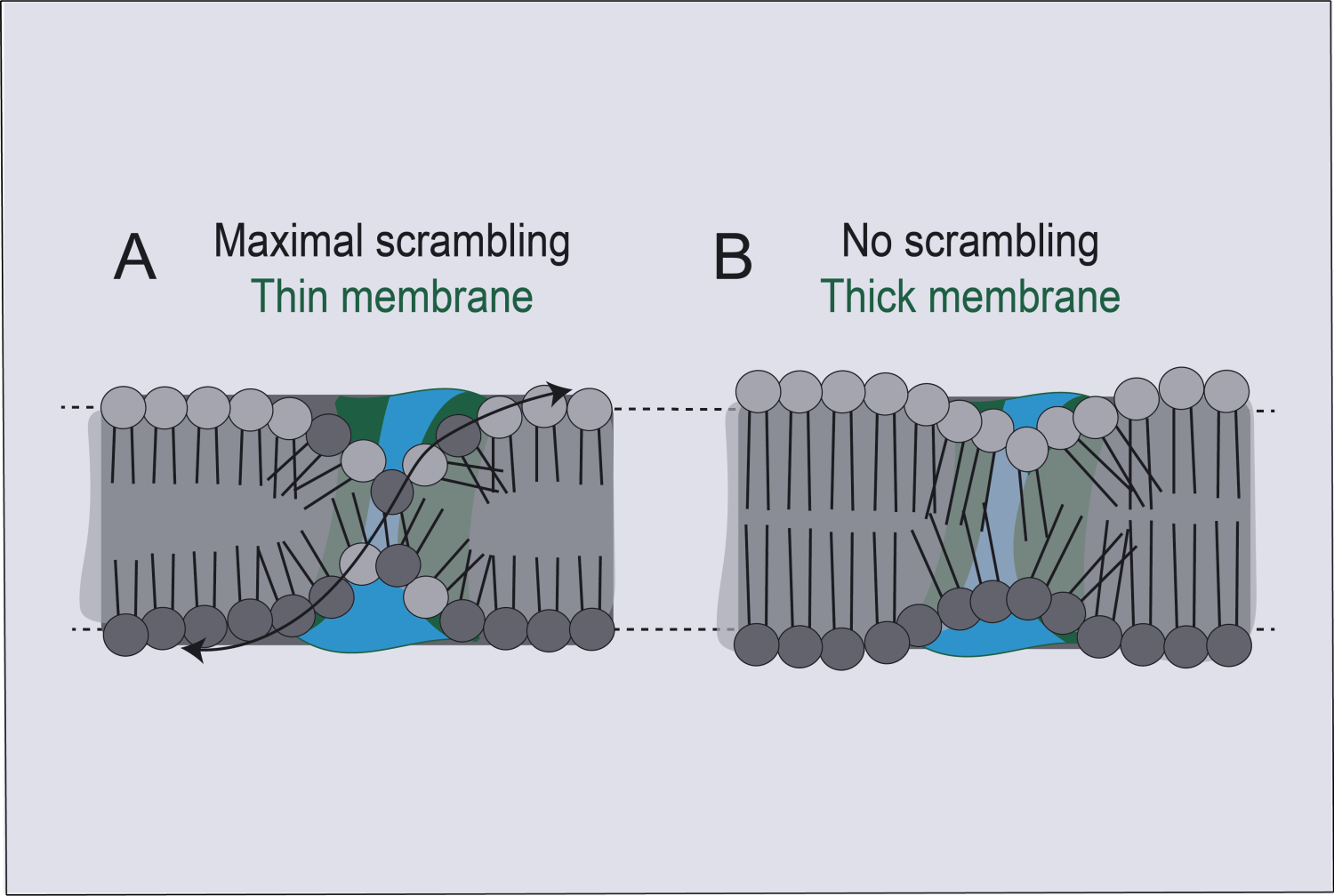 model of lipid scrambling in cell membrane