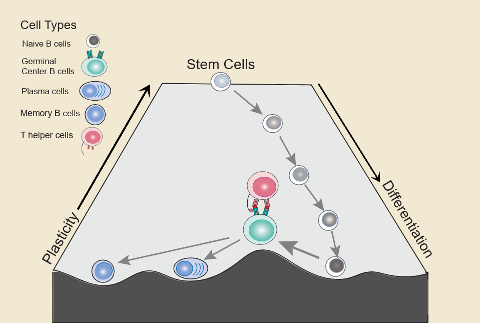 illustration of stem cells differentiating into B cells