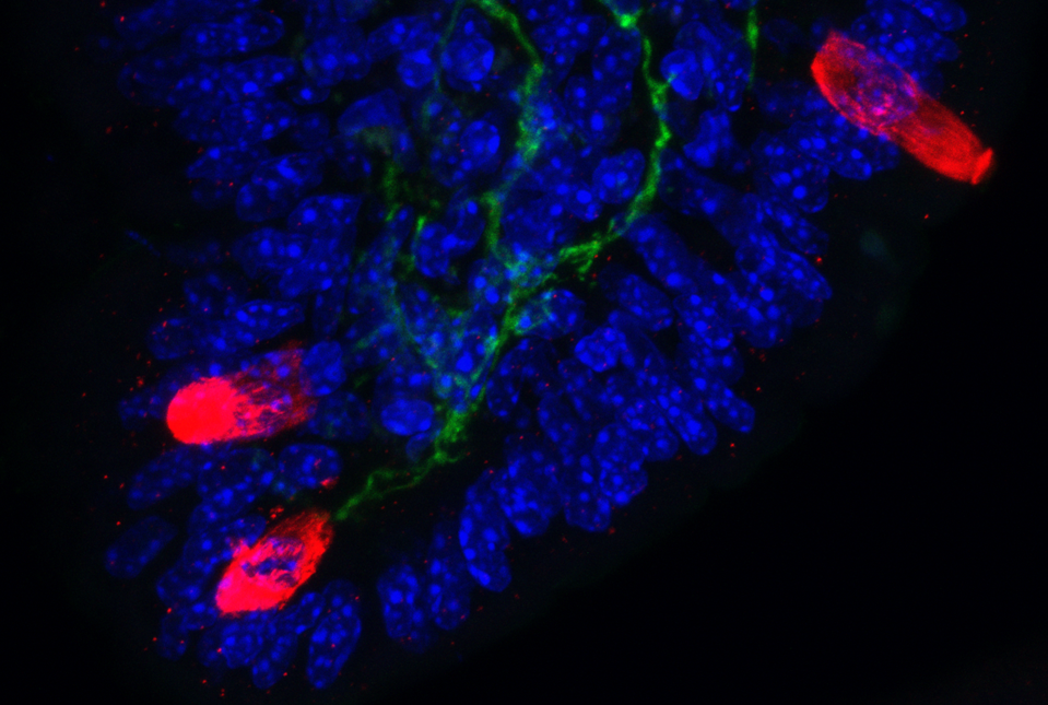 immunofluorescent image of gut cells and neurons