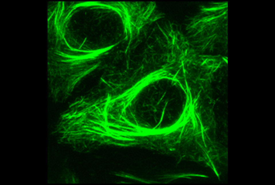 taxanes targeting microtubules