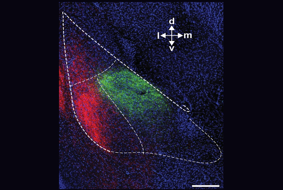 Fluorescence image showing the basolateral amygdala with projections from the insular cortex and prefrontal cortex stained red and green