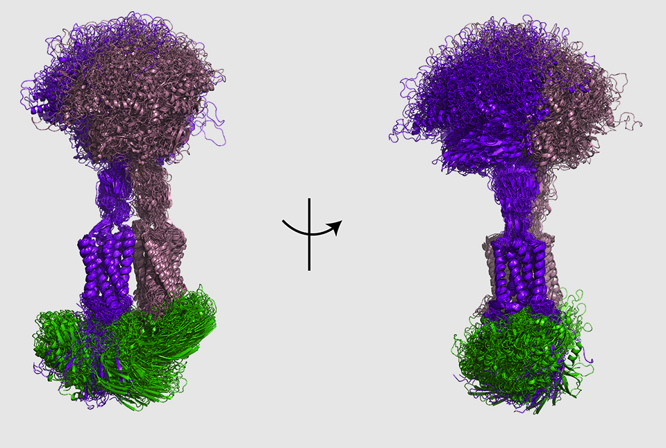 two structural images