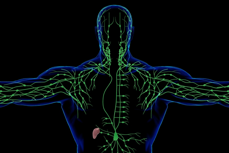 illustration of the lymphatic system