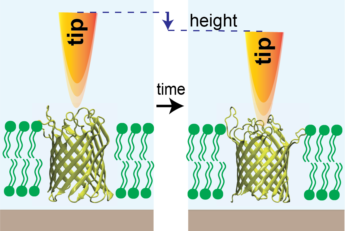 diagram of microscope tip and ion channel in membrane