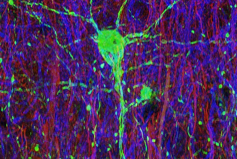 image of neurons 