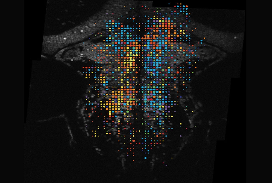 multicolor dots representing zebrafish neurons in the brain