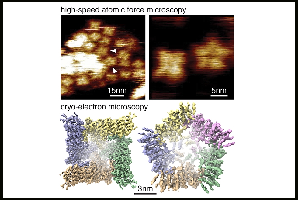 top panels show tetrameric and pentameric forms of ion channel using atomic force microscopy. Lower panel shows cryo-em of the same structures