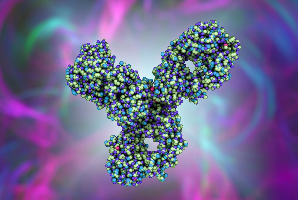 Molecular model of pembrolizumab, an antibody used in immunotherapy for cancer.
