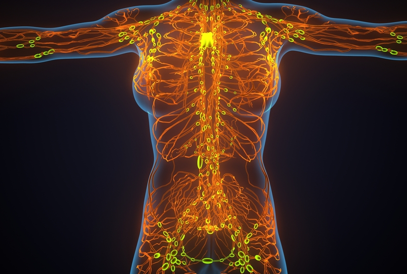 illustration of the lymphatic system in a woman