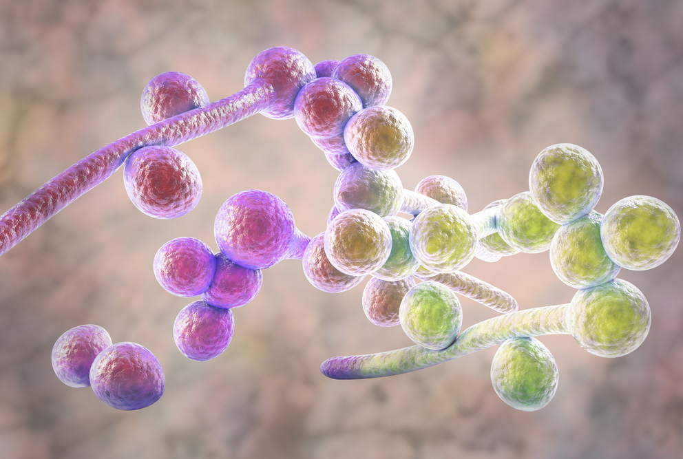 3D illustration of fungi Candida albicans