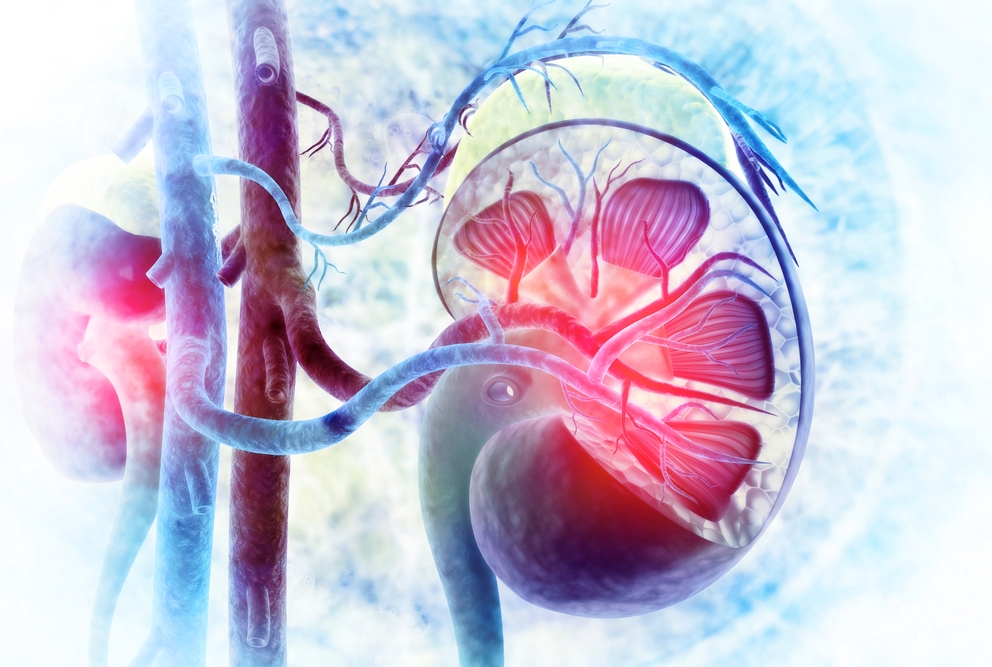 Digital illustration close up of kidneys. Credit: Shuttertock