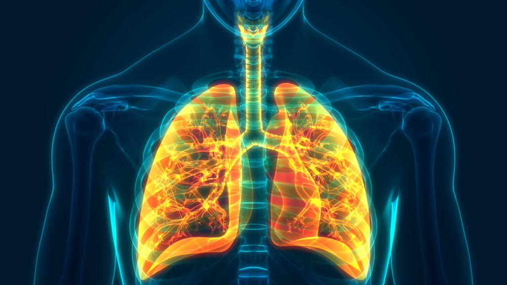 human respiratory system with lungs shown in yellow