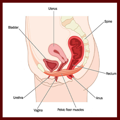 pelvic floor discorders
