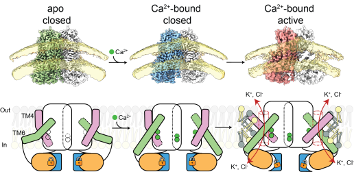 space-filling model and cartoon of TMEM16F in active and inactive conformations