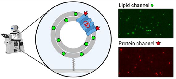 illustration of microscope zooming into a schematic of a vesicle with lipids and proteins labeled. Red and green fluorescent images visualize the proteins and lipids.