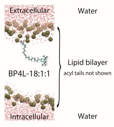 Small red dots above green circles, at the top of the cartoon illustration, is the extracellular membrane. The same red and green elements in reverse order are at the bottom of the image as the intracellular membrane. The drug candidate is in between.