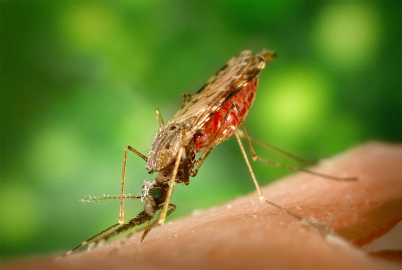 Anopheles mosquito